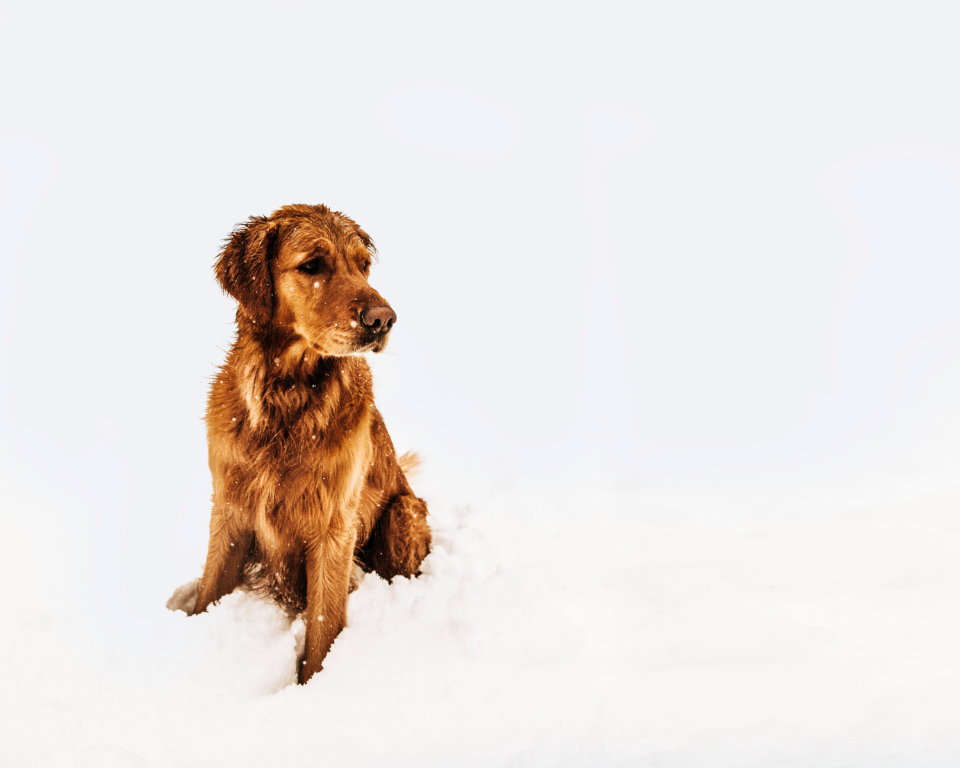 Cold Dog