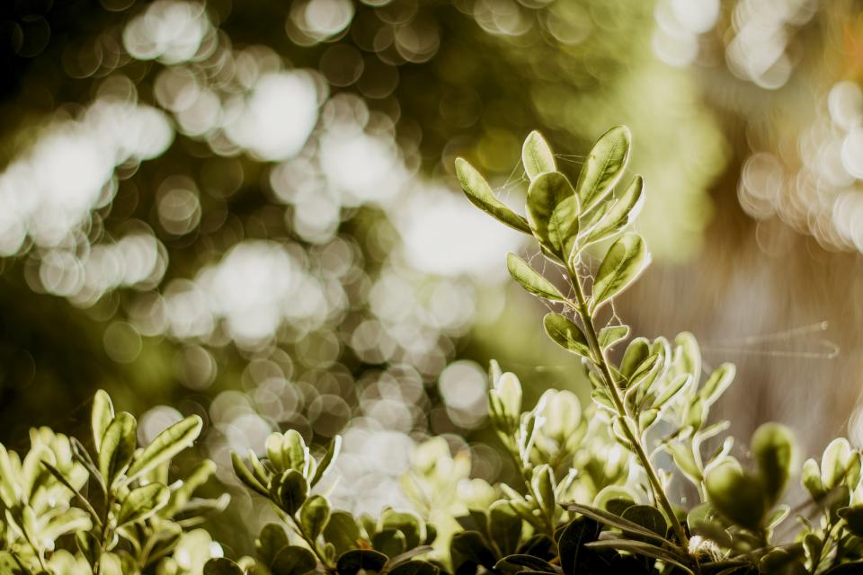 Green Leaf