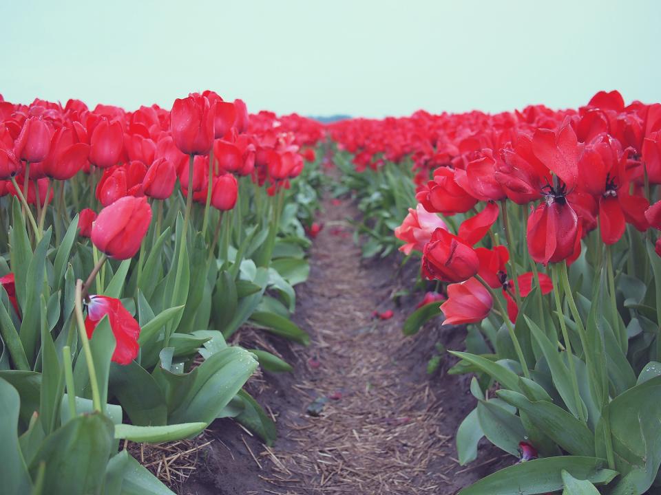 Red Tulips