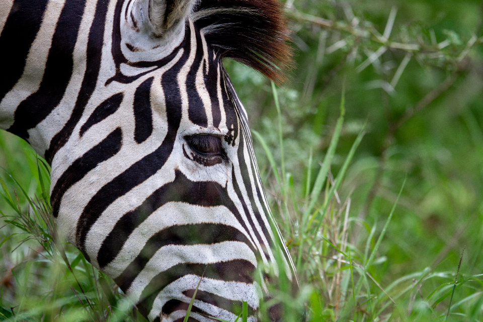 Zebra Animal