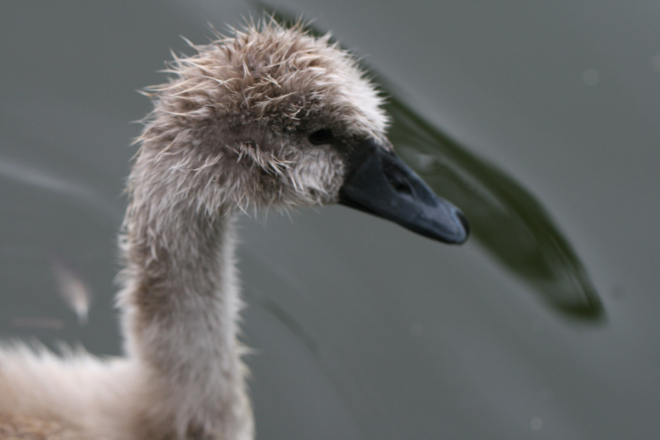 Goose Bird