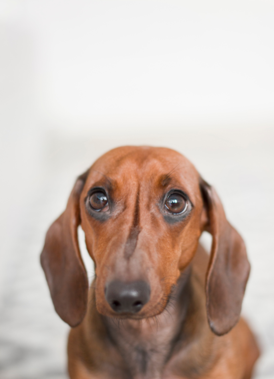 Dachshund Dog
