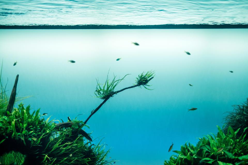 Fish Swimming