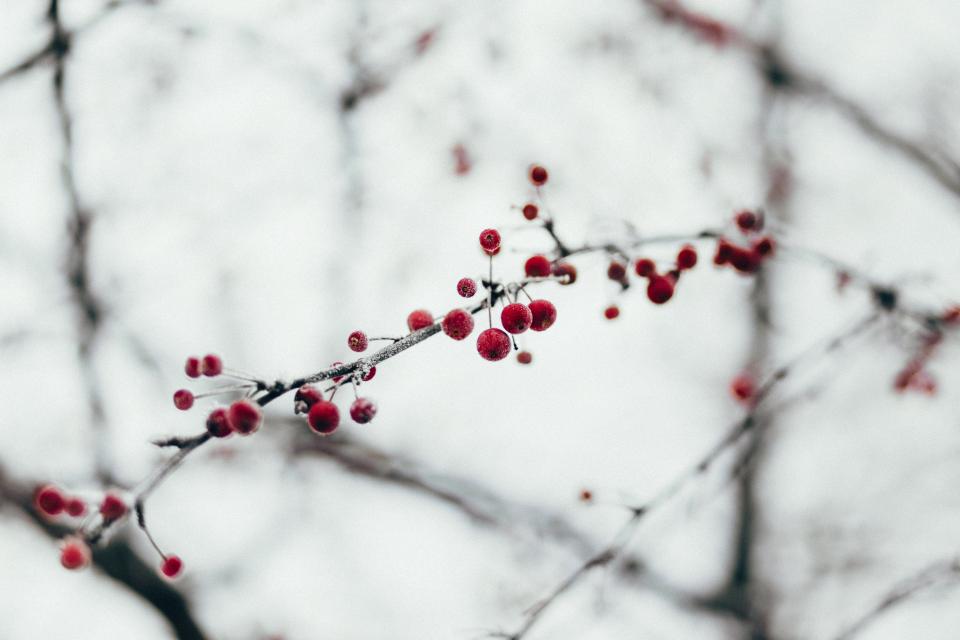 Snow Winter