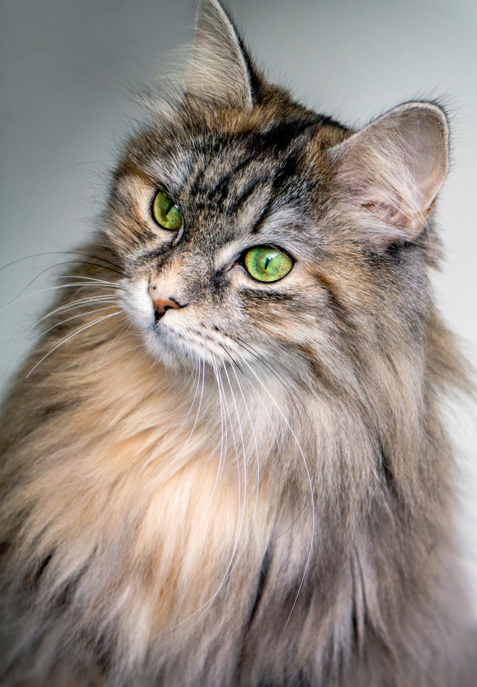 Animals Pet