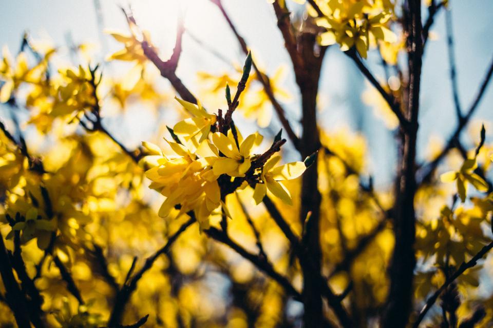 Yellow Flower