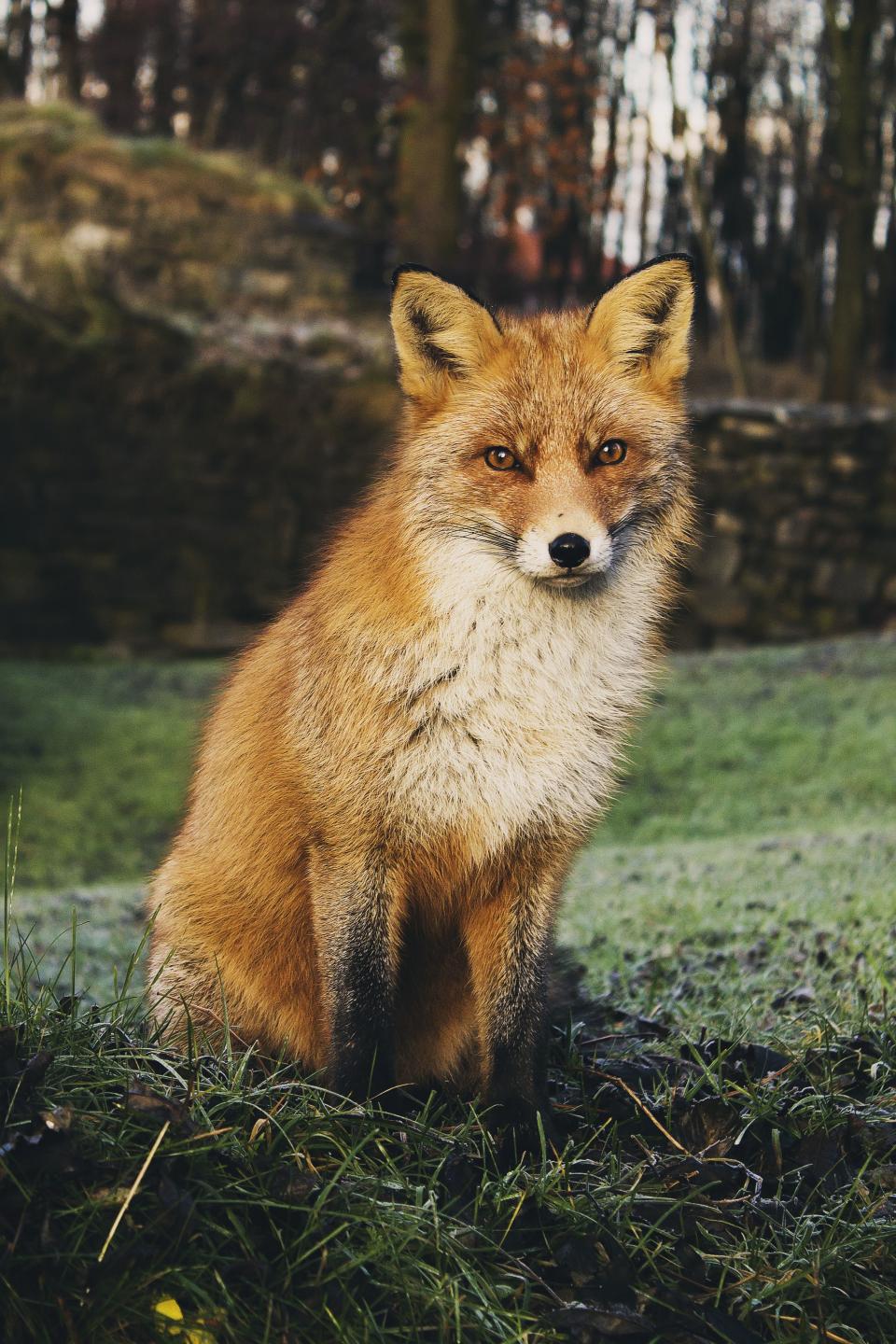 Animals Wildlife