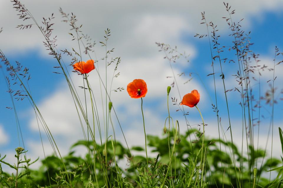 Red Poppies