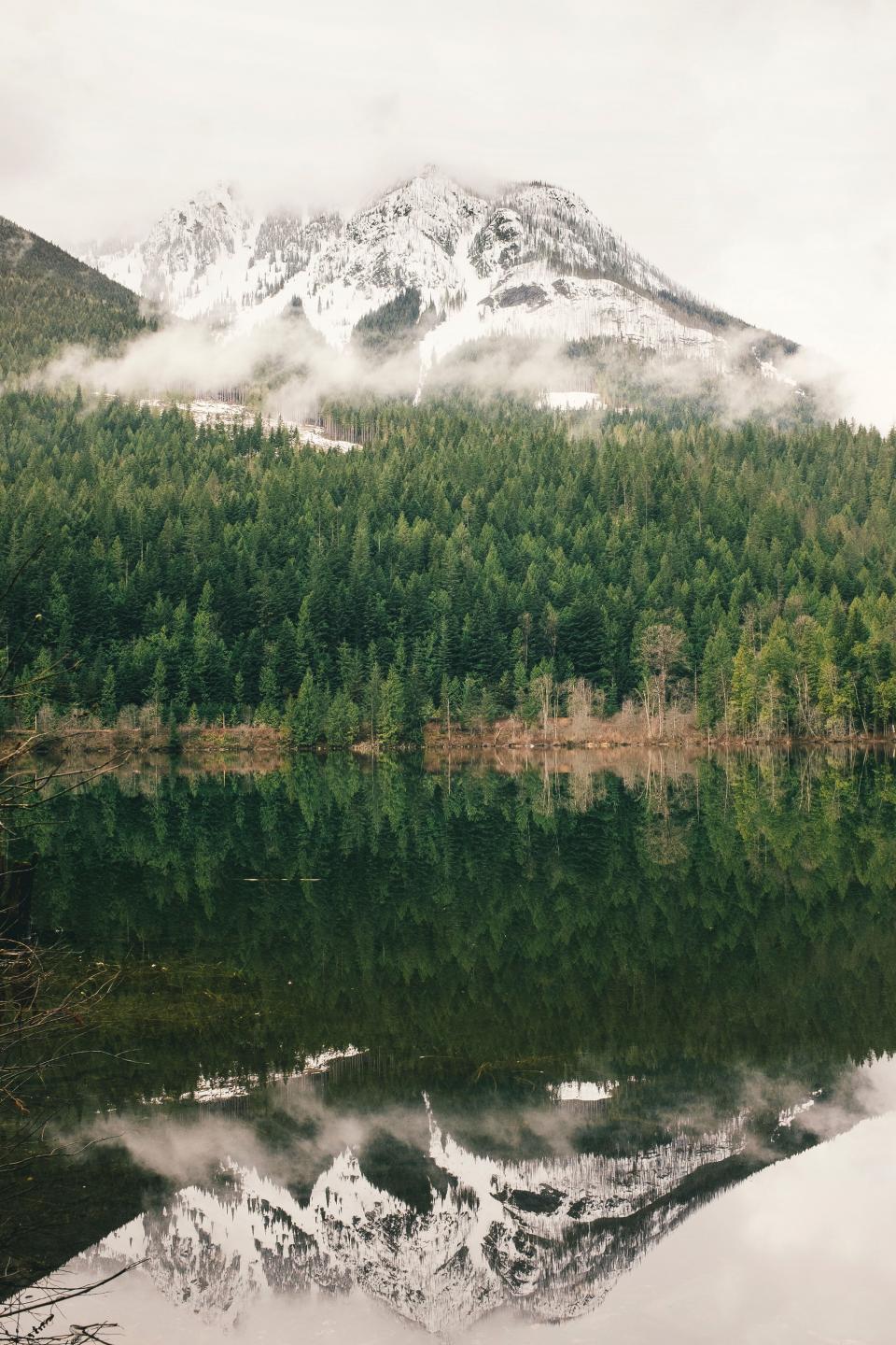 Green Trees