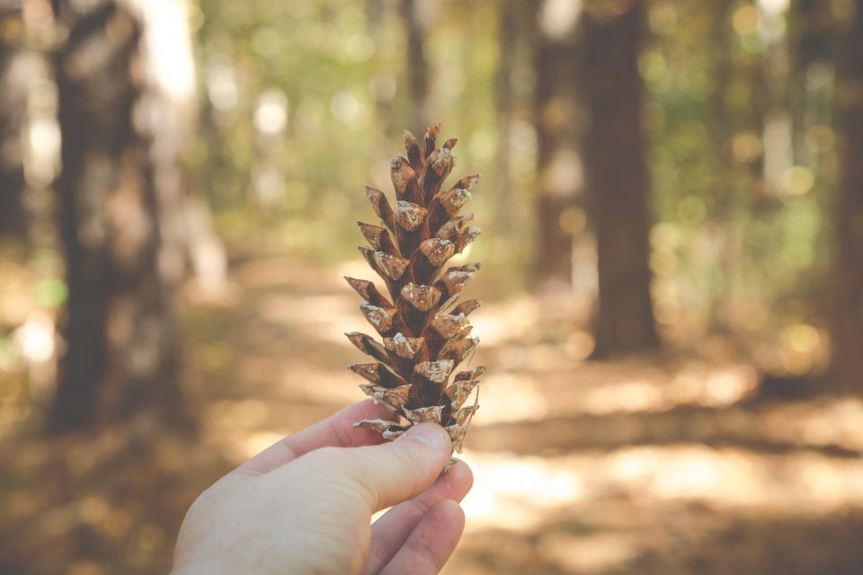 Pine Cone Nature