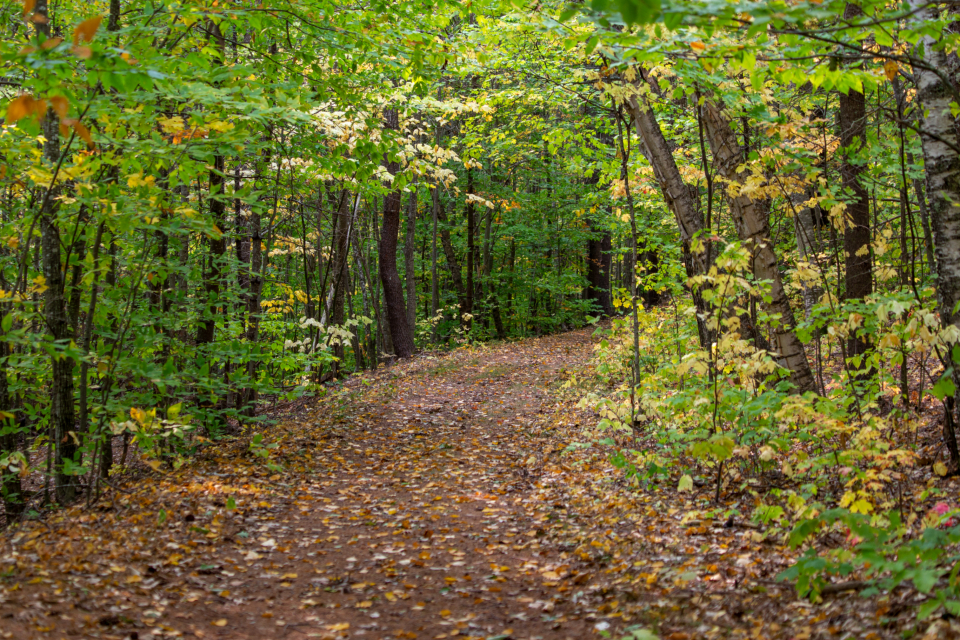 Autumn Woods