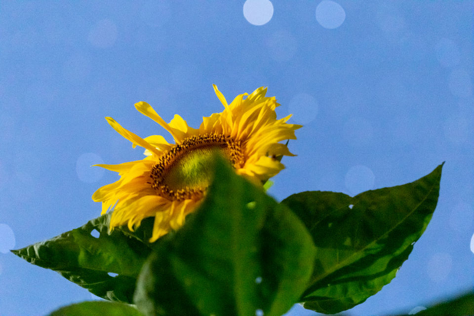 Sunflower Garden