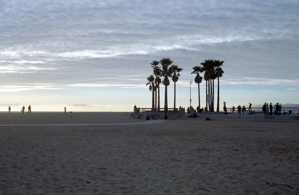 Beach Palm
