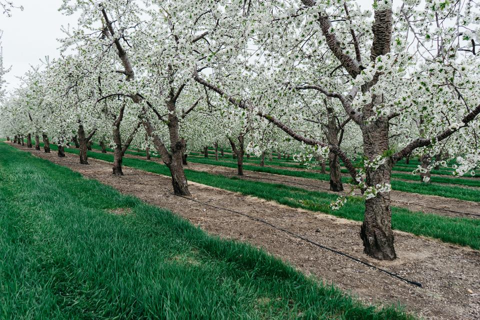 Trees Blossoms