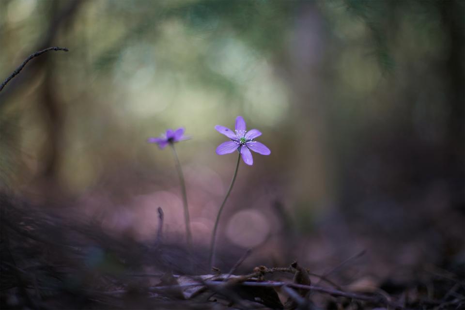 Flower Nature