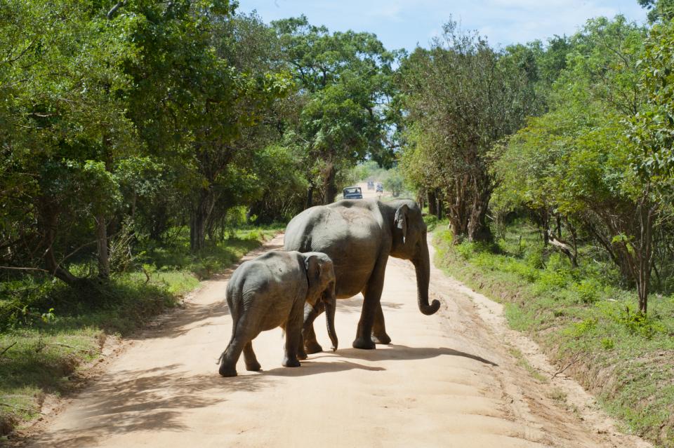 Wildlife Nature