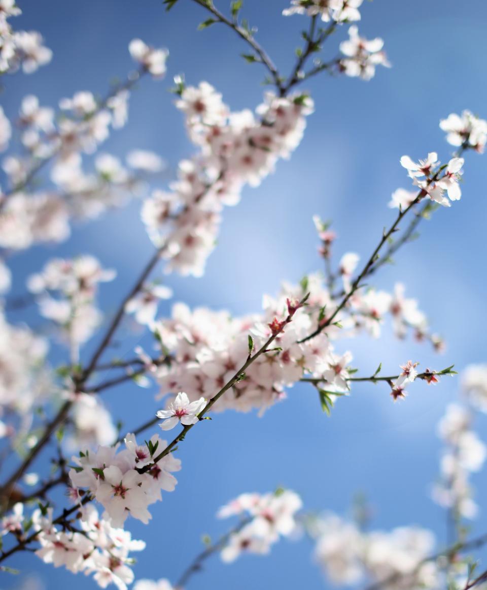 Flower Nature