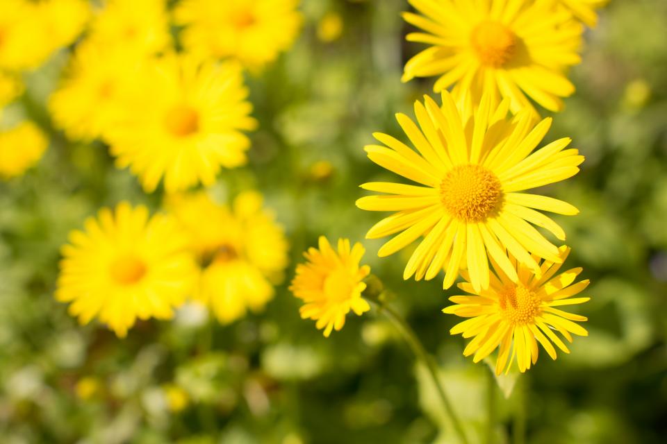 Flower Garden