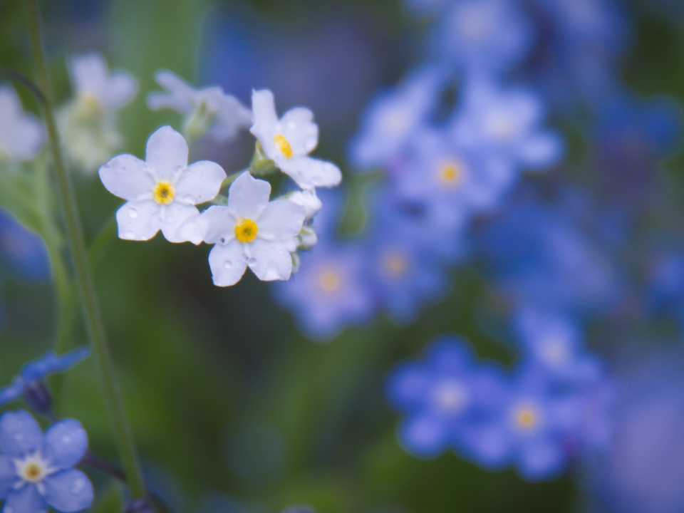 White Flowers