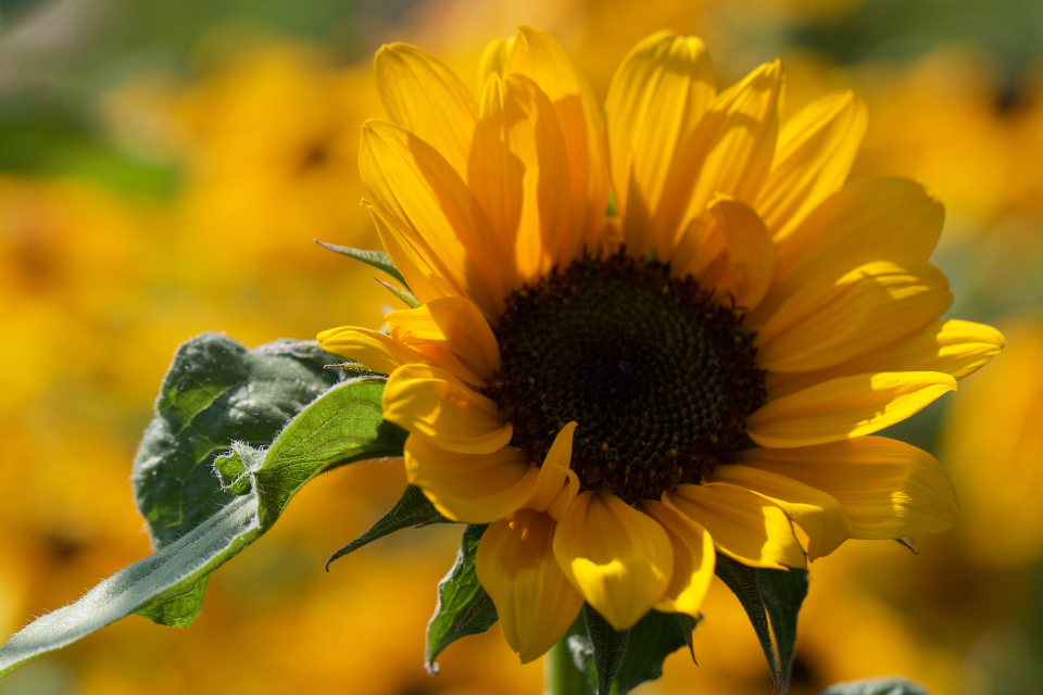 Sunflower Flowers