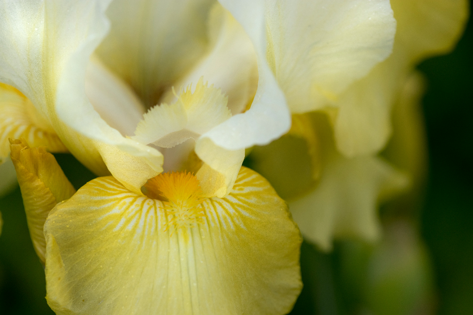 Abstract Flower