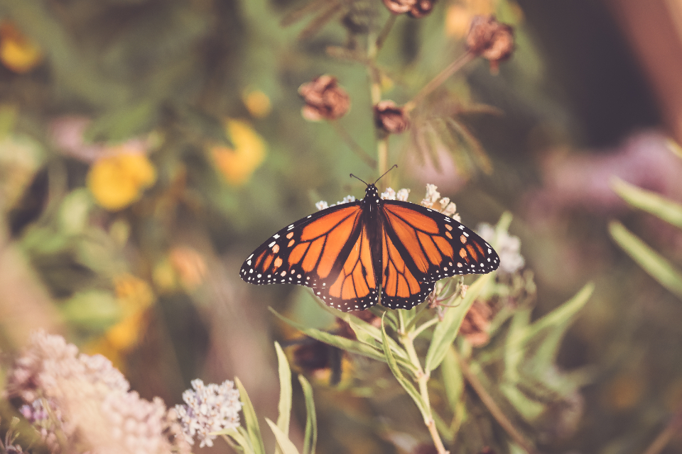Butterfly Close Up