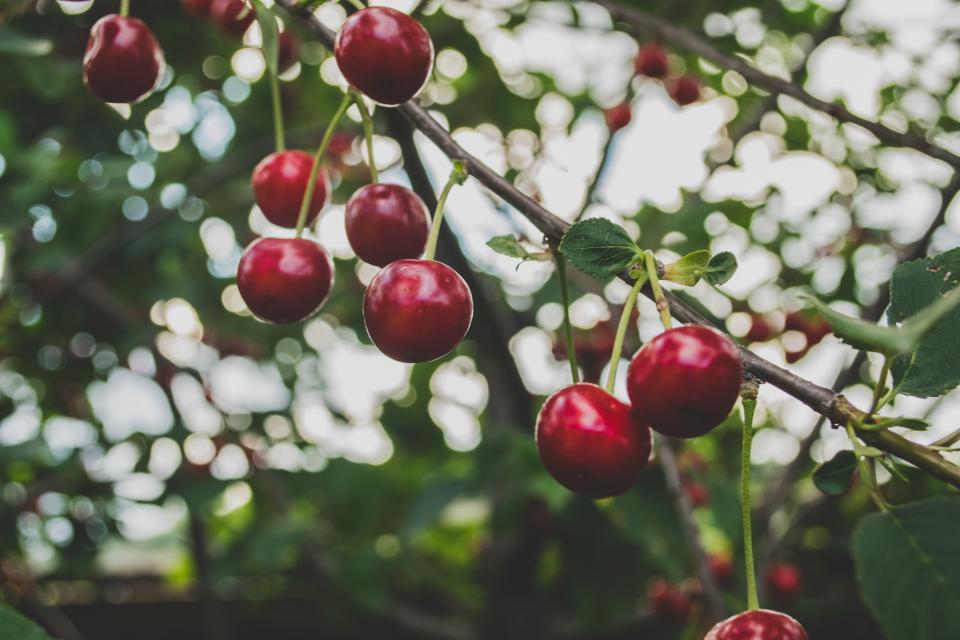 Cherries Fruits