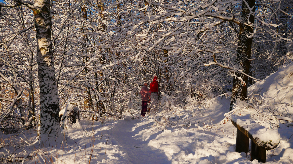 Winter Forest