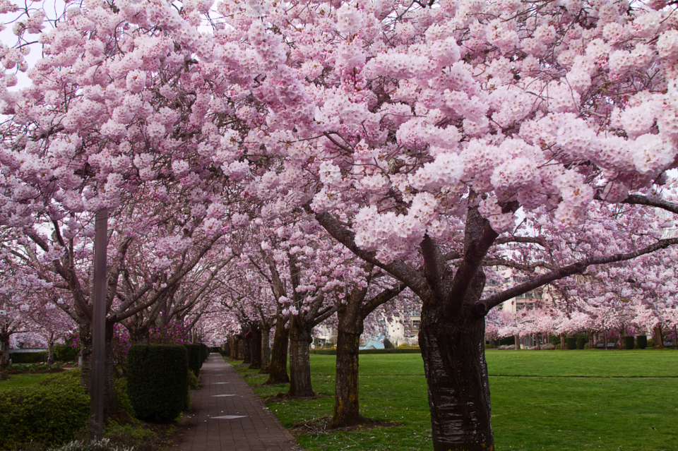 Cherry Blossom