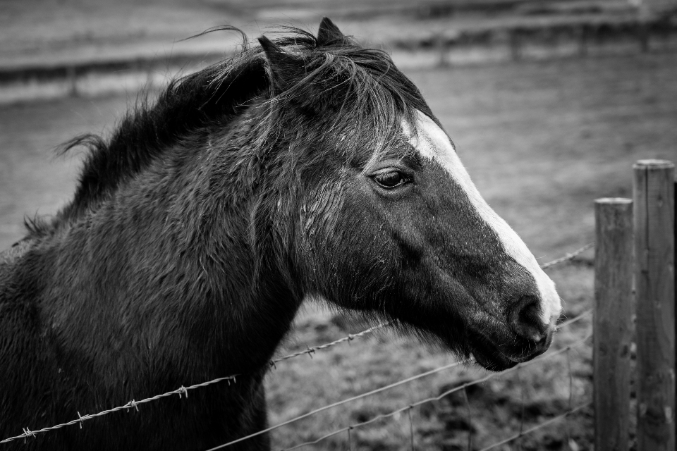 Horse Head