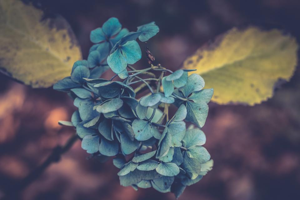 Flower Blue