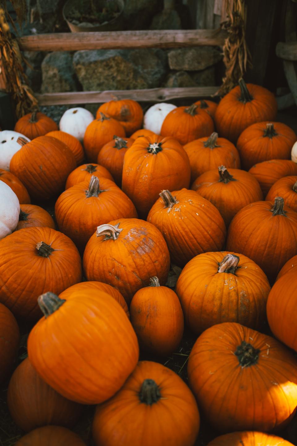 Squash Vegetable