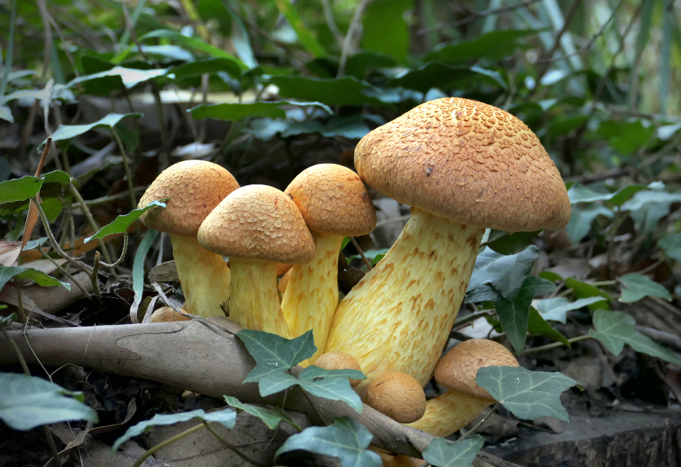 Mushroom Fungus