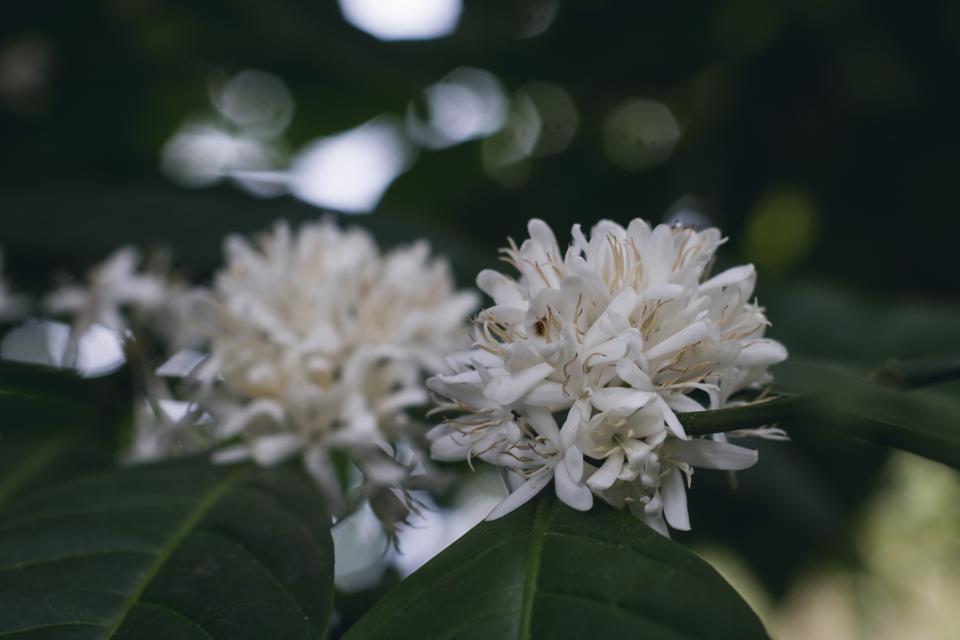 Coffee Plant
