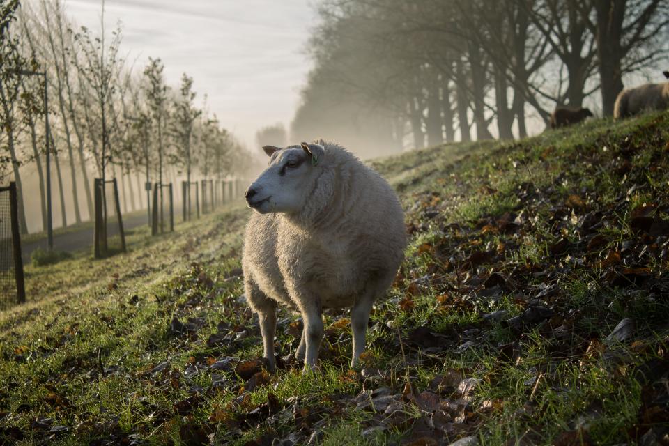 Animal Sheep