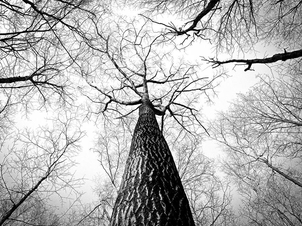Trees Trunk