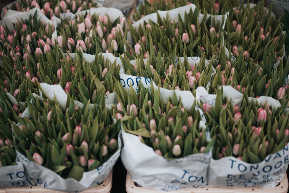 Flower Plants