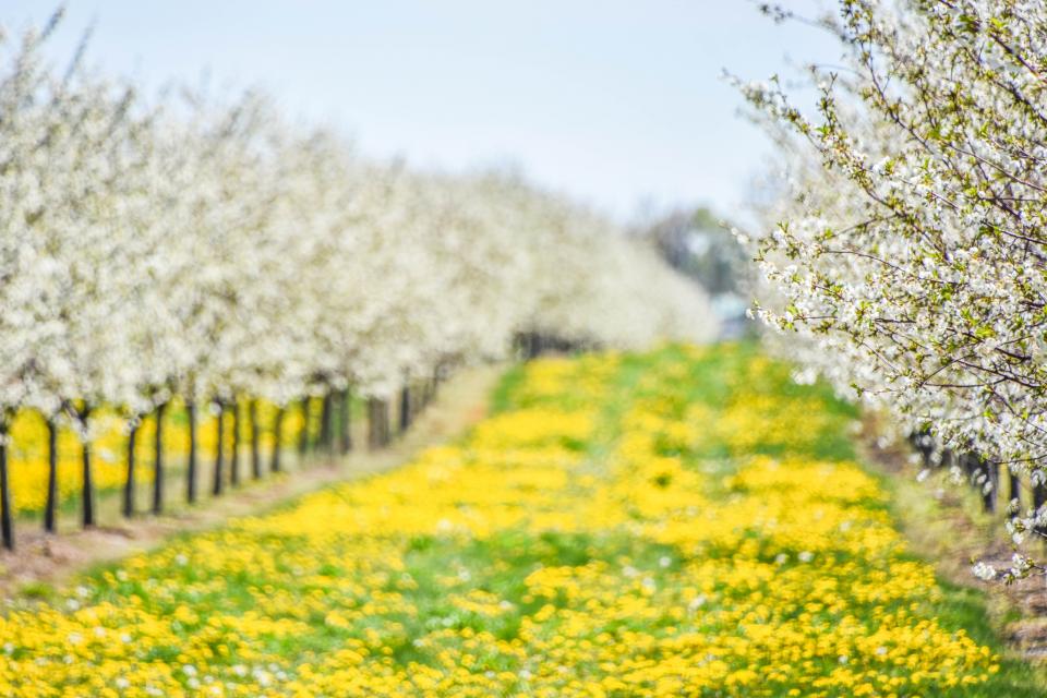 Yellow Flowers