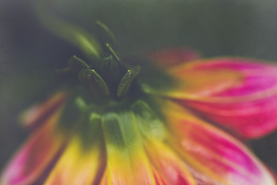 Abstract Flower