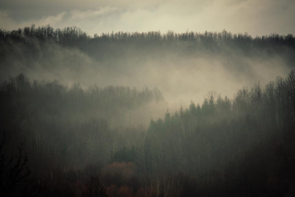 Nature Forest