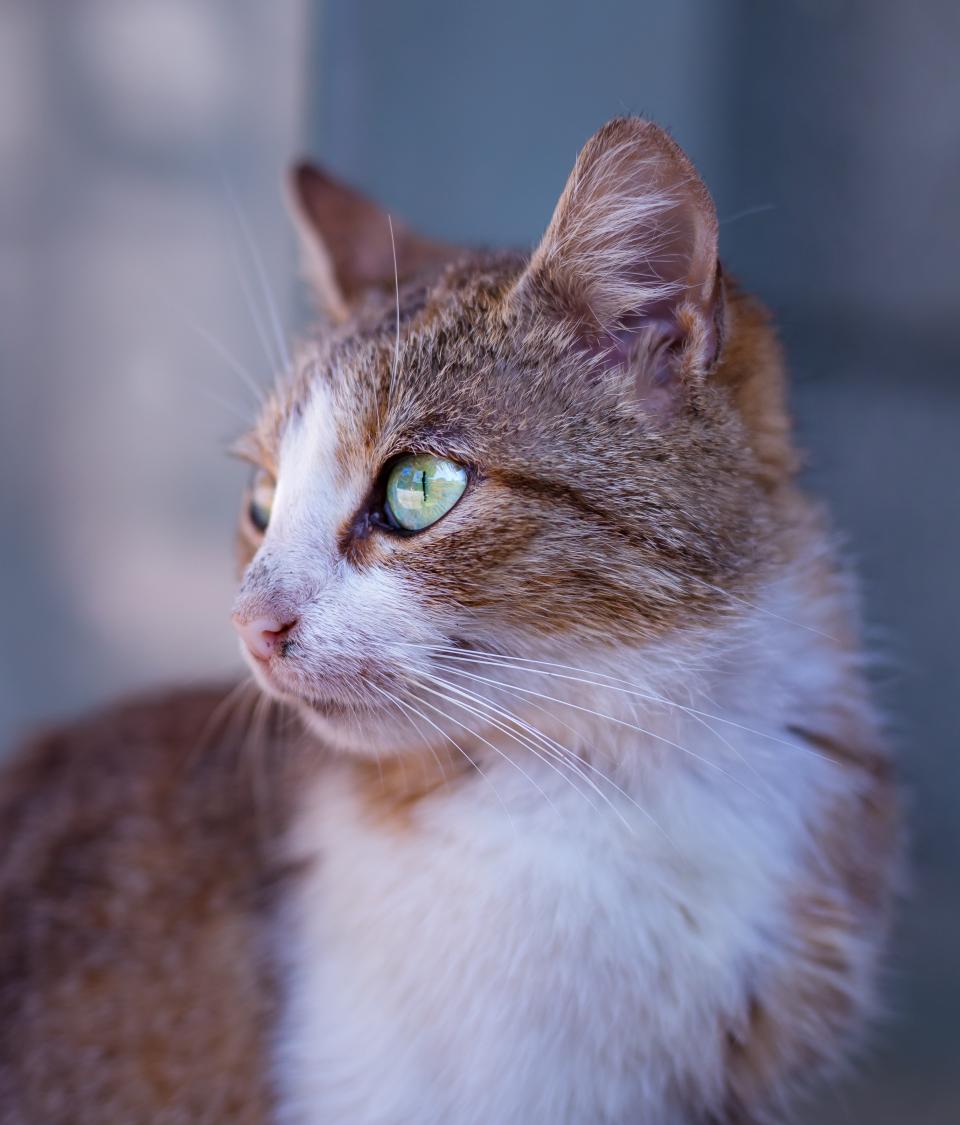 Cat Kitten
