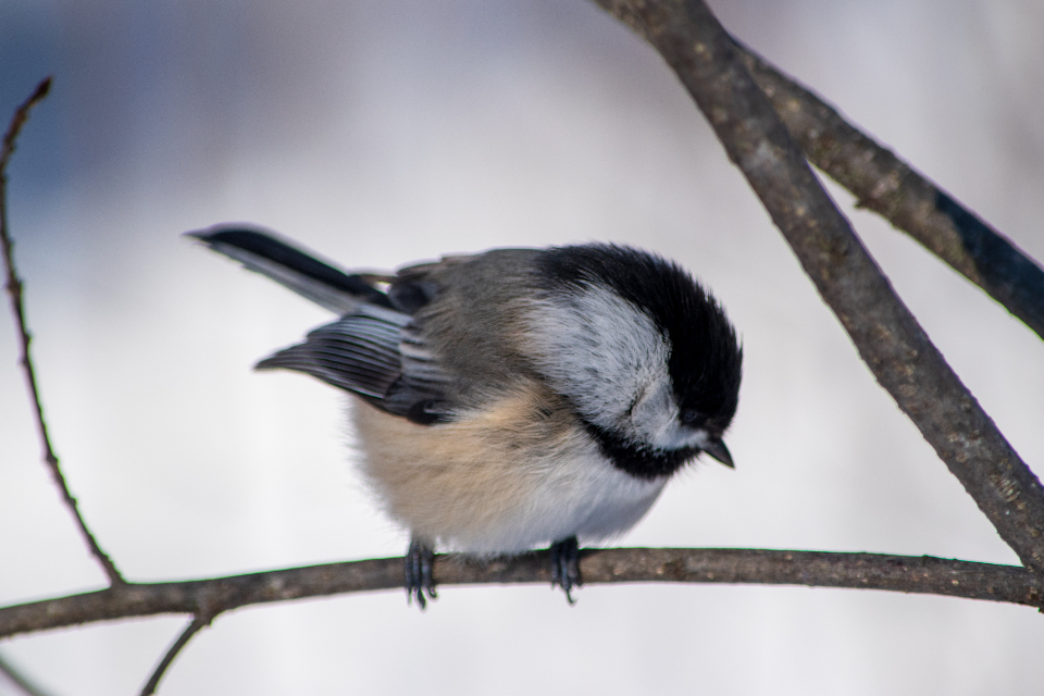 Bird Tree