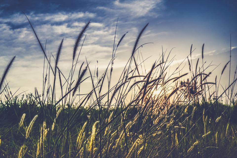Plants Field