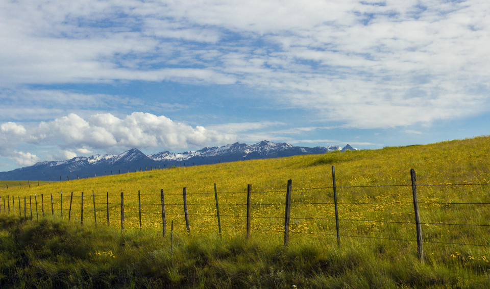 Meadow Landscape