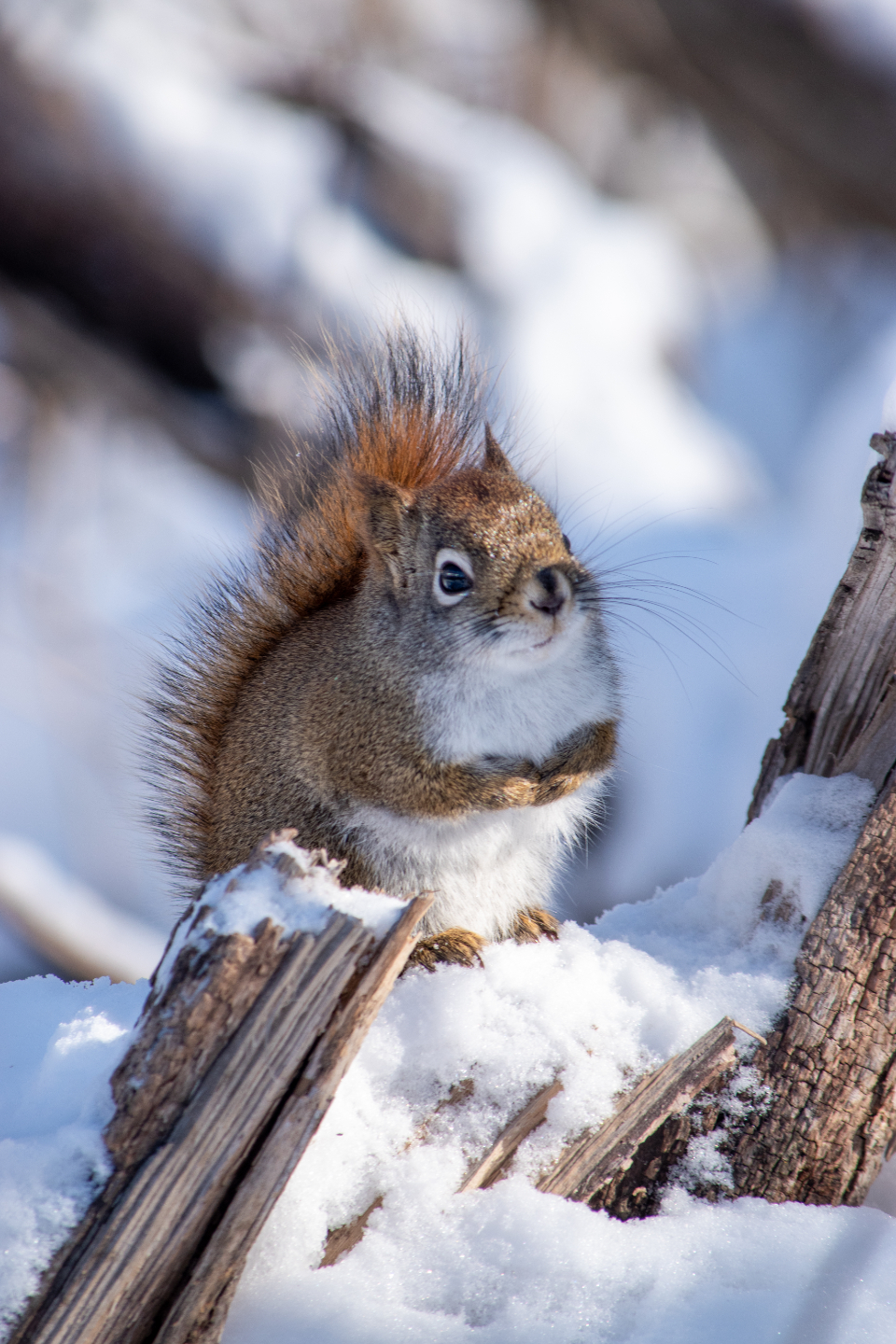 Squirrel Animal