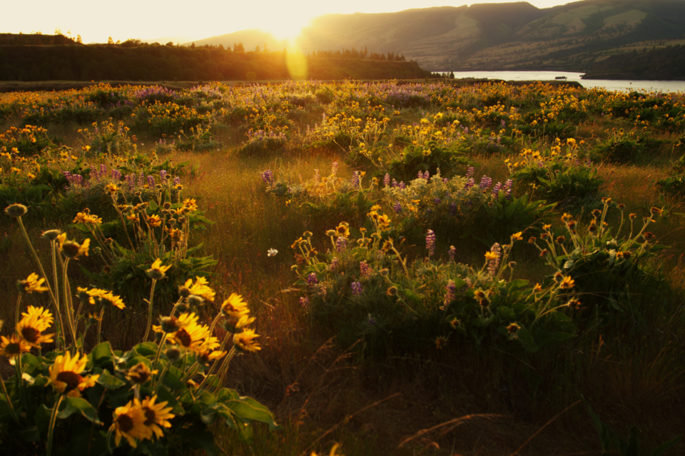 Summer Meadow