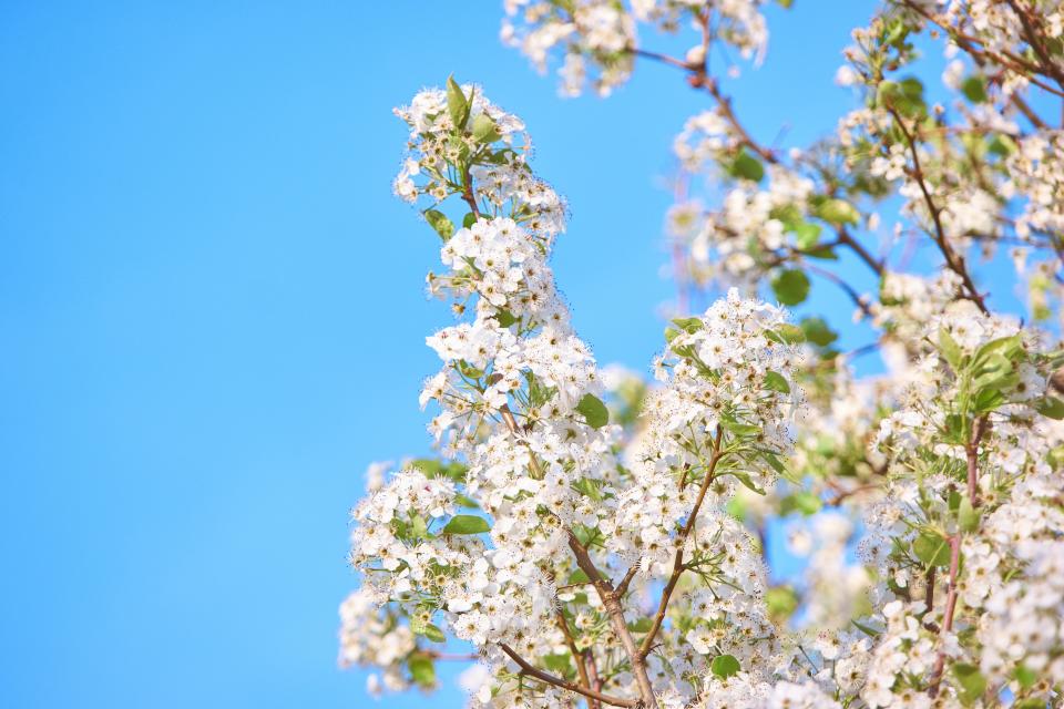 Flowers Blossom