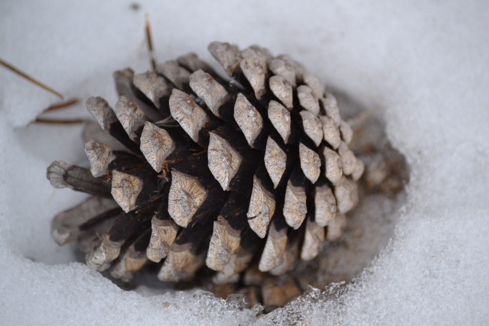 Pine Cone Pine