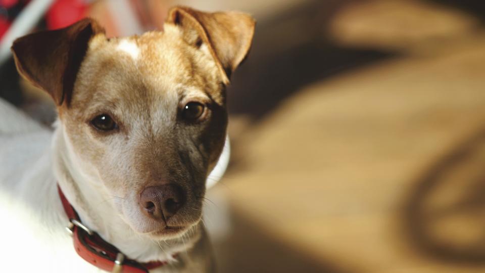 Animal Dog