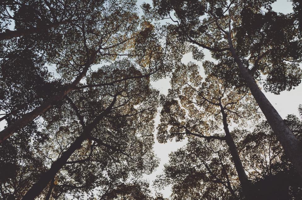Trees Leaves